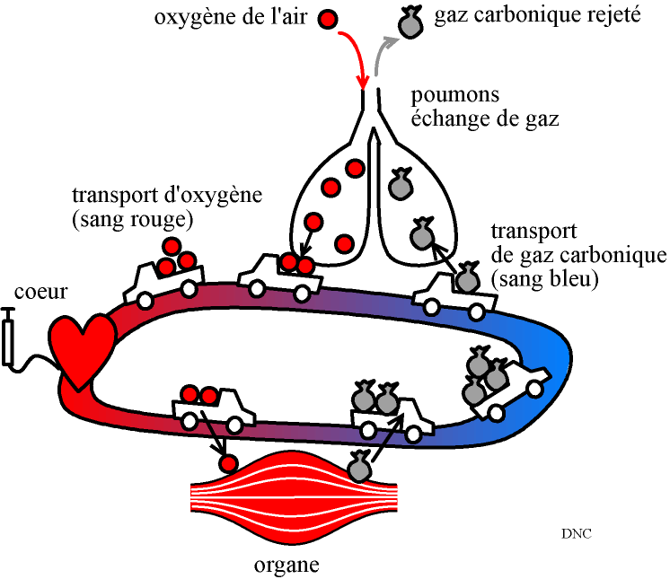 circulation4.gif